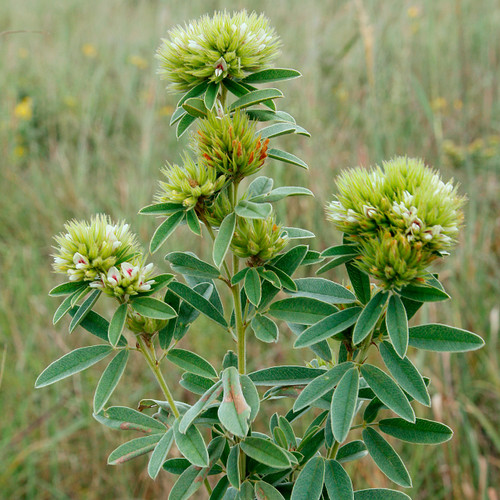 PLANT TYPES - Missouri Wildflowers Nursery
